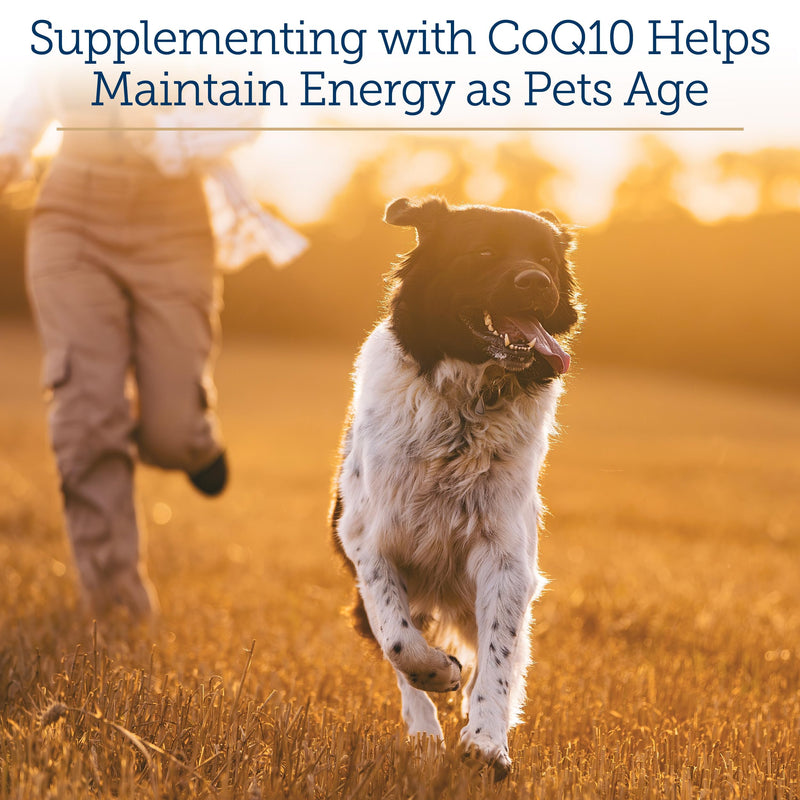 Rx Vitamins CoQ1030 - Coenzyme Q10 for Dogs & Cats - 30ct | 100% Pure Ubiquinone Cat & Dog Heart Supplements - Promotes Cardiovascular Function and Antioxidant Support