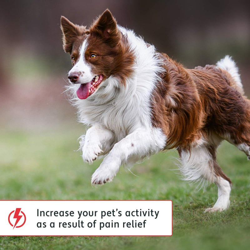 Pet Pain Away All Natural Dog Arthritis Pain Relief, Cat Pain Relief, Dog Pain Relief Anti Inflammatory, Dog Joint Pain Relief, Homeopathic Pain Reliever for Large and Small Dogs and Cats (2 oz) - PawsPlanet Australia