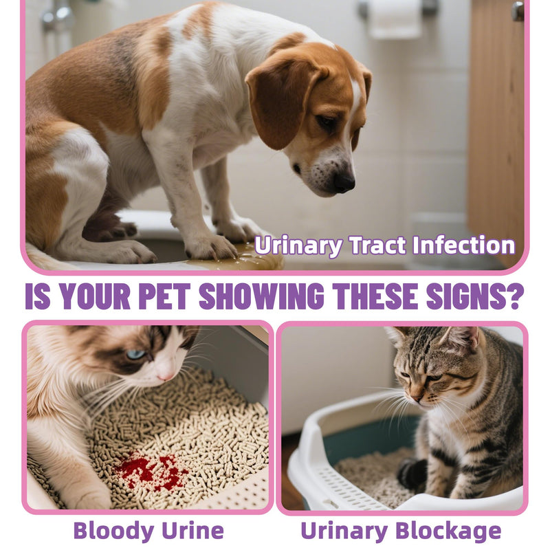 Just Try Berries Powder Dog Cranberry Supplement Urinary Tract for Dogs UTI Treatment D Mannose Powder Cat UTI Remedy Cat Supplements - 7 OZ