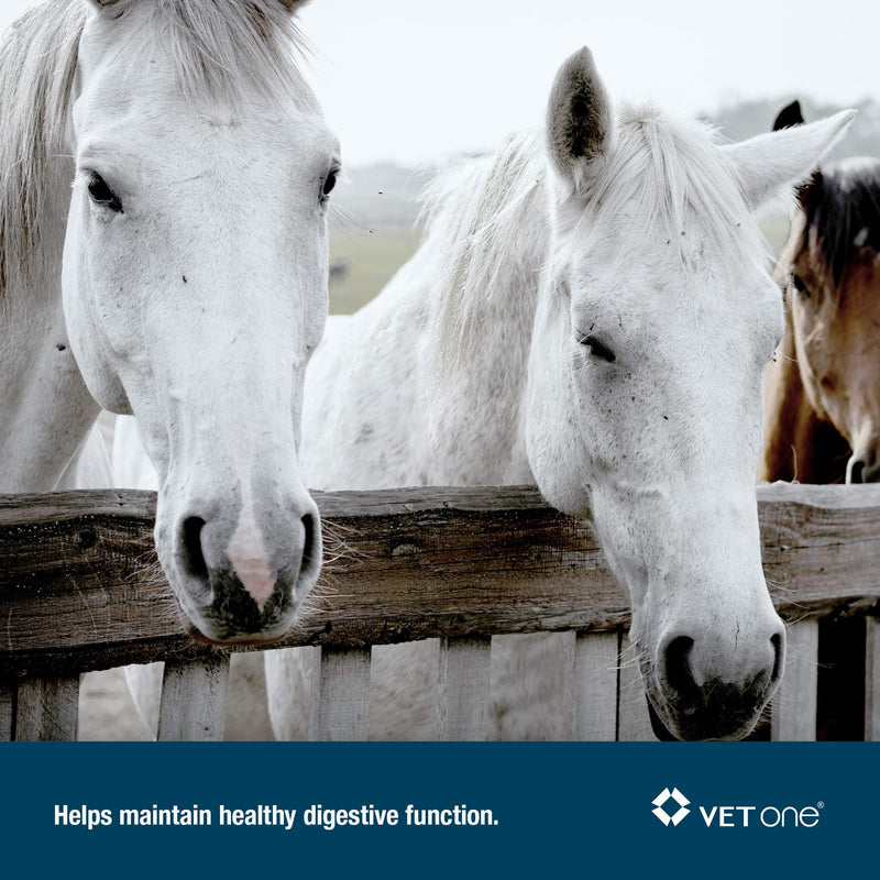 VetOne - Advita™ Apple Flavored Probiotic Paste for Horses | Horse Supplements | Improve Your Horse Digestion | 30g per Tube - BeesActive Australia