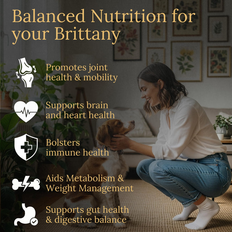Brittany Multivitamins, 90 Count, Made in the USA with Real Bacon.