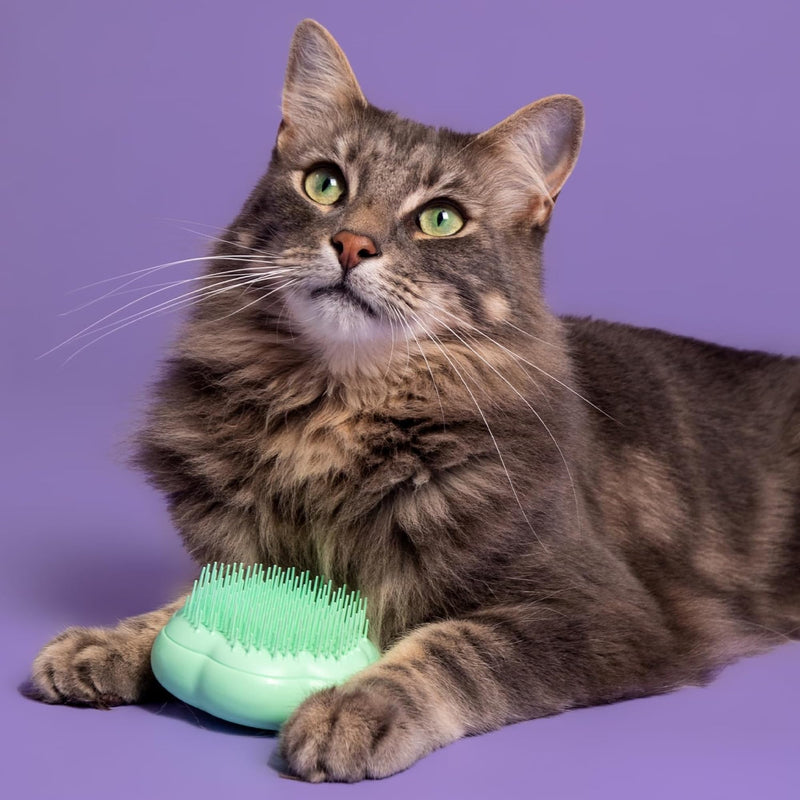 Pet Teezer - Turquoise cat brush, de-mats & gently cares for, ideal for grooming - BeesActive Australia