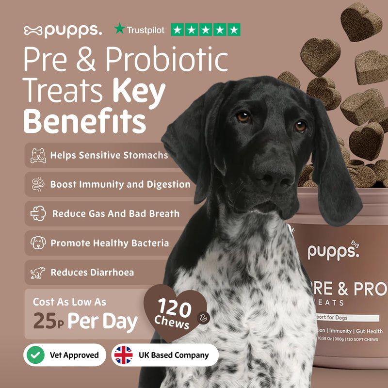 Pupps Pre & Probiotic Dog Treats – 120 Gut Health Chews | 4.5 Billion CFUs with Pumpkin & Digestive Enzymes | For Sensitive Stomachs, Digestion & Immunity | Duck Flavour | Vet Approved, UK Made 120 x Chews