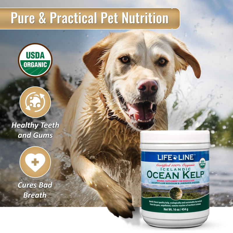 Organic Ocean KELP 16 OZ Canister - BeesActive Australia