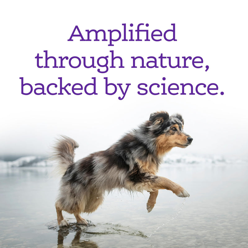 NutriSource AmpliFull Turkey Flavor Calming Dog Soft Chews, Daily Anxiety & Stress Relief Supplement for Dogs, High Absorption for Relaxation, 70 Chews (1 Pack) - PawsPlanet Australia