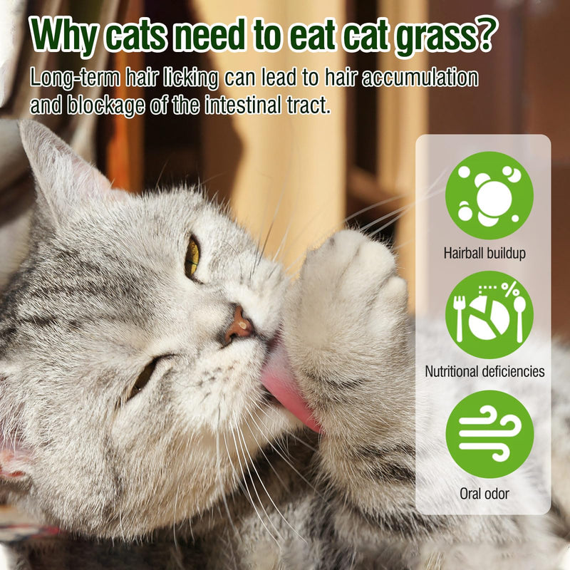 HavenJanny Cat Grass Teething Stick for Cat, Cat Grass Stick Canned for Indoor Cats, Cat Grass Treats Hairball Relief and Teeth Cleaning(1.76oz) 1.76oz - BeesActive Australia