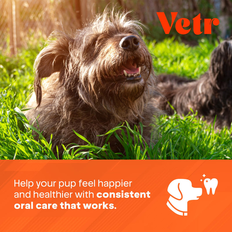 Vetr Dental Formula for Dogs - Peppermint Flavored Oral Care Liquid Additive with Enzymes for Breath and Teeth Support - Vet-Formulated in USA (16 oz) 16 oz