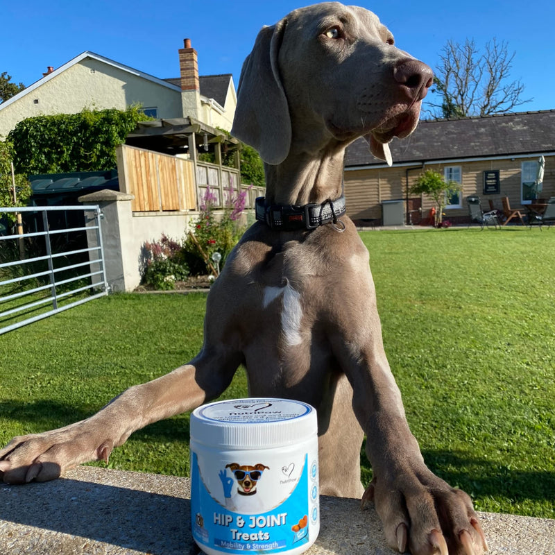 NutriPaw Joint & Hip Treats For Dogs - Stiffness, Strength, Mobility & Flexibility - Joint Supplement With Glucosamine, MSM, Chondroitin, Algae & Devils Claw - Perfect for Small, Medium & Large Dogs Single Pack