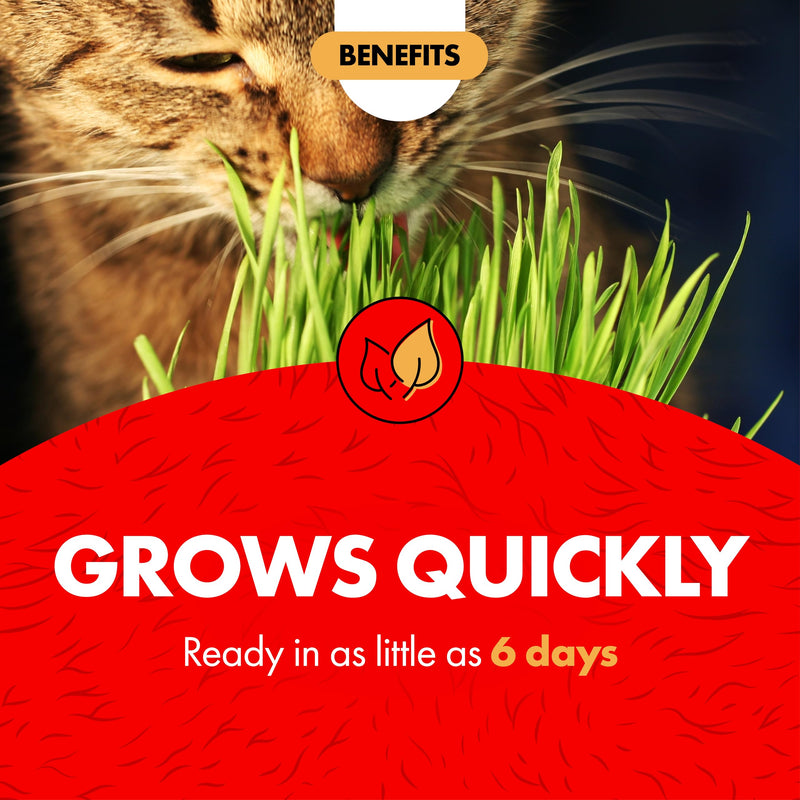 Miracle Care Cat A'bout Cat Grass Kit for Indoor Cats, 5.25 Ounce, Hairball Control, Anti-Inflammatory, Improves Digestion and Metabolism 5.25 Ounce (Pack of 1)