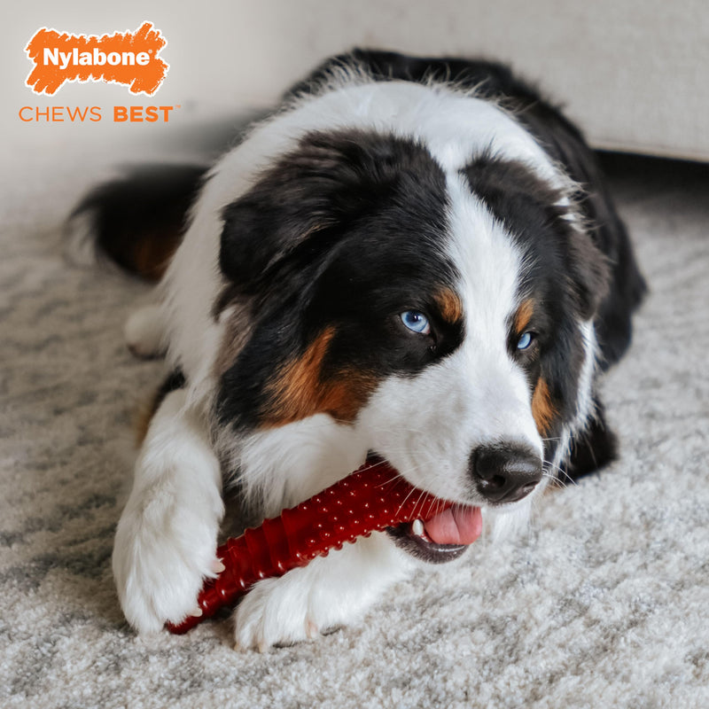 Nylabone Power Chew Basted Blast Dual Flavored Dog Chew Toys for Aggressive Chewers - Durable Dog Bones with 2 Layers of Flavor - Bacon and Steak Flavor, X-Large/Souper (1 Count) X-Large/Souper (1 Count) - BeesActive Australia