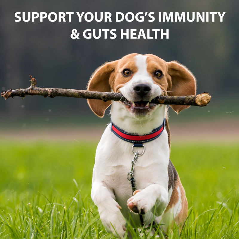 Primary Pets Premium Pet Supplies – Probiotics for Dogs with Prebiotics, 60 Powder Capsules, Supports Gut Health, Digestion and Immunity, Dog Probiotic Supplements for Gut Health 60 Capsules Round Bottle