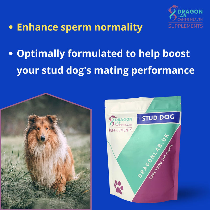 Stud Dog Breeding Supplement | CANINE FERTILITY | INCREASE FERTILITY | IMPROVE MATING SUCCESS | BOOST MATING STAMINA