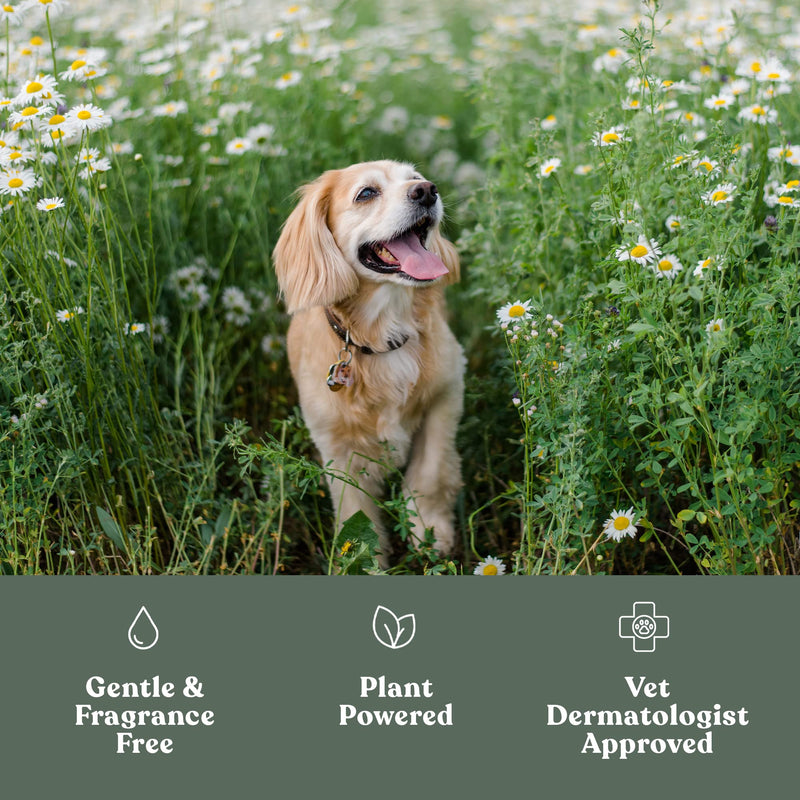 Dandylion Clean Paws | No-Rinse Foaming Cleanser | Gentle, Fragrance-Free, and pH Balanced to Provide a deep Clean Safe for All Dogs | 5fl oz. Bottle with Silicone Bristle Brush 5 Fl Oz Bottle with Brush - BeesActive Australia