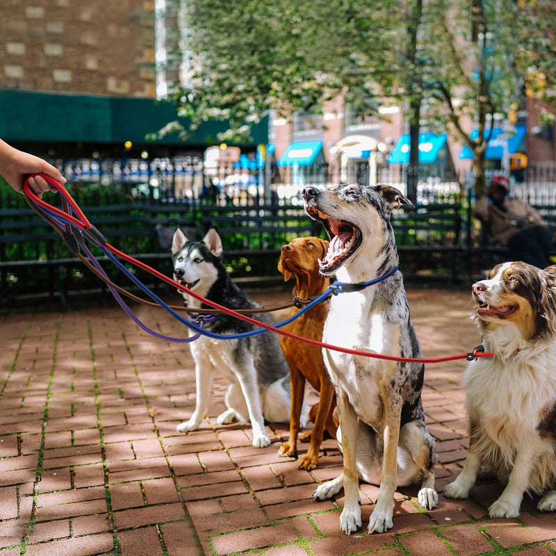 5pcs Slip Lead Dog Leash,Strong Nylon Rope Leash,Training Leash for Large Medium and Small Dogs - BeesActive Australia