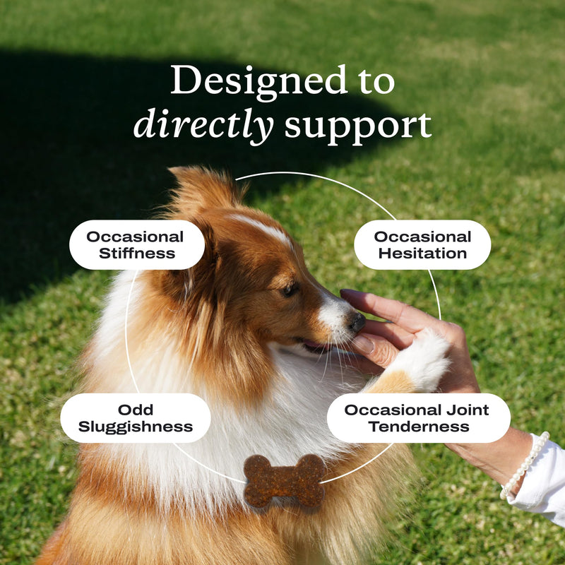 PetLab Co. Joint Care Chews - High Levels of Glucosamine for Dogs, Green Lipped Mussels, and Omega 3 - Dog Hip and Joint Supplement to Actively Support Mobility - Packaging May Vary - Salmon Single Pack