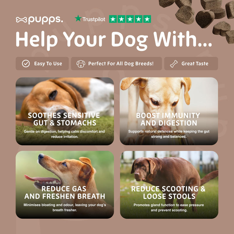 Pupps Pre & Probiotic Dog Treats – 120 Gut Health Chews | 4.5 Billion CFUs with Pumpkin & Digestive Enzymes | For Sensitive Stomachs, Digestion & Immunity | Duck Flavour | Vet Approved, UK Made 120 x Chews