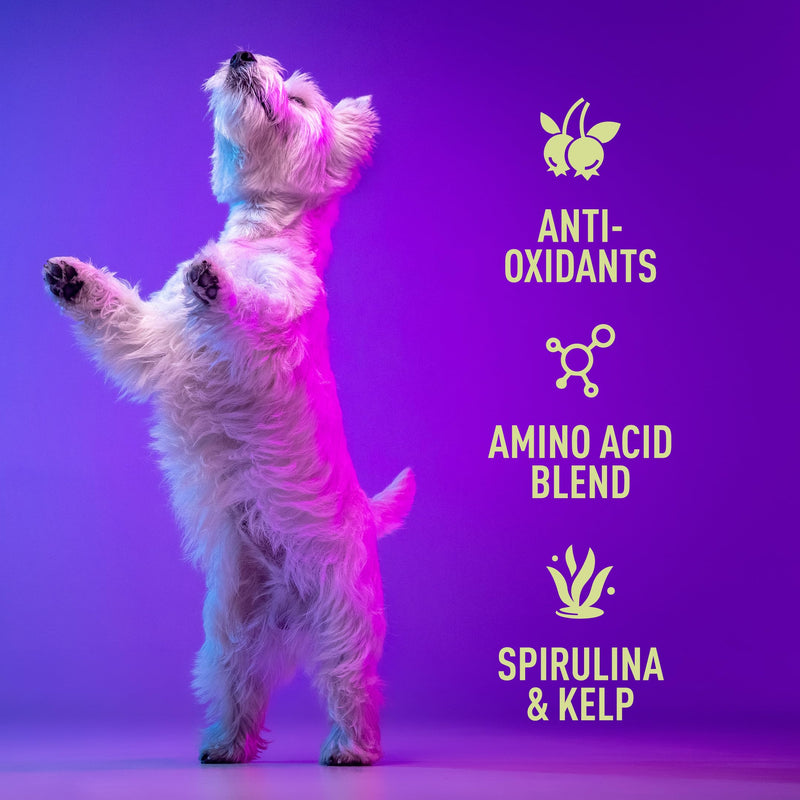 Prime-K9 Wellness Supplement for Dogs - Pot of 120g Powder - Promotes All-Round Wellbeing & Condition - Natural Ingredients - Vitamins for Dogs - All Ages & Breeds 120 Grams