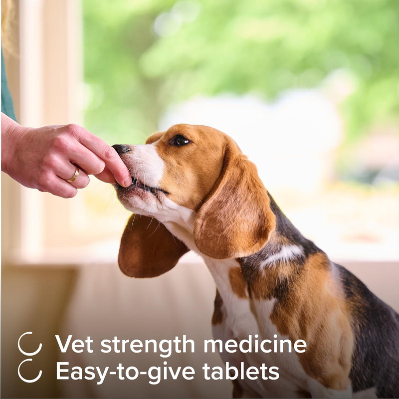Beaphar – One Dose Dog Worming Tablets – For Medium Dogs Weighing 6kg to 20kg – Kills Roundworms and Tapeworms - Veterinary Medicine – Easy-To-Give Tablets – 2 tablet pack