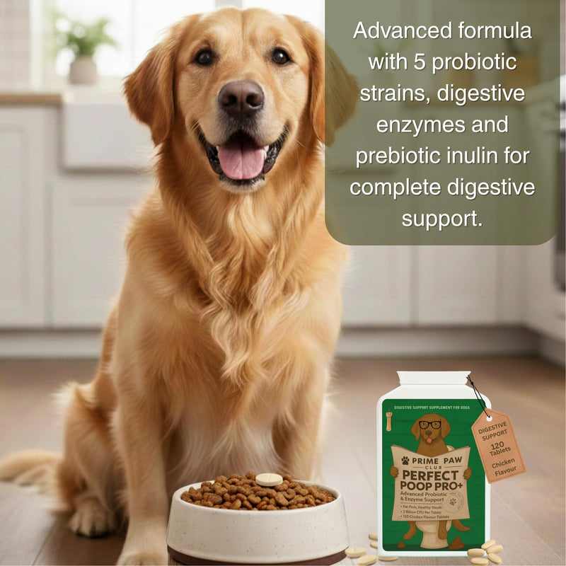 5-Strain Probiotics for Dogs | Digestive Enzymes & Prebiotics for Gut Health & Stool Quality | Sensitive Stomach & Digestive Support | Active Bacteria Complex
