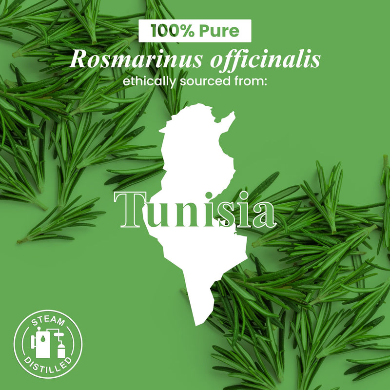 Handcraft Blends Organic Rosemary Essential Oil ‚Äì 1 Fl Oz ‚Äì 100% Pure and Natural ‚Äì Premium Grade Essential Oil for Diffuser and Aromatherapy 1 Fl Oz (Pack of 1)