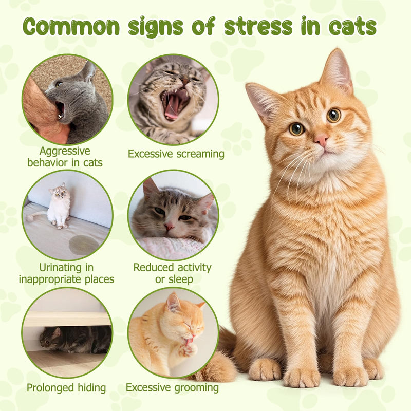 QHZ Cat Calming Diffuser for Anxiety Relief – Portable Cat Anxiety Treatment for Travel, Car, Vet & Home, No Plug-in Needed, 24-Hour Stress Support for Cats & Kittens, 12-Pack