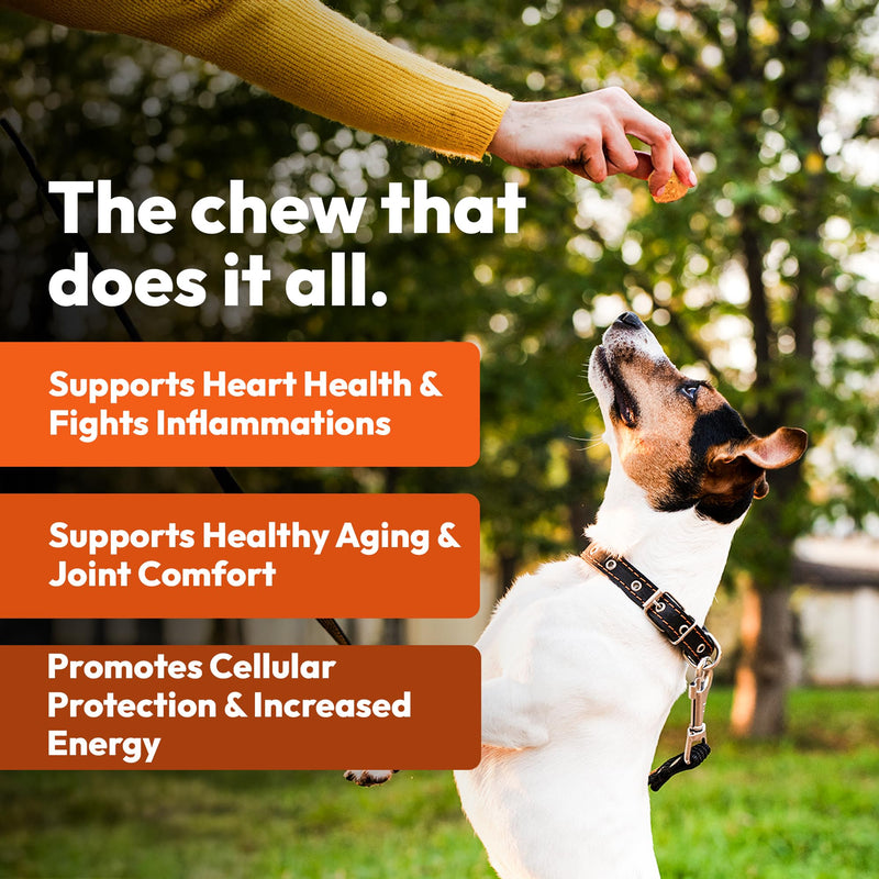 Anti-Aging Chewable Supplement for Dogs with Curcumin, Taurine, Trans-Resveratrol – Science-Backed Ingredients for Dogs to Support Aging, Wellness and Vitality - PawsPlanet Australia
