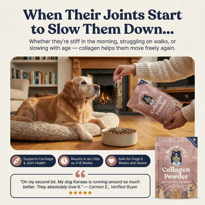 Honest Dog Co. Collagen for Dogs - Joint, Skin & Coat Support - 100% Human-Grade Collagen Powder – Made in UK - Natural Hip & Mobility Supplement - 200g (40+ Servings)