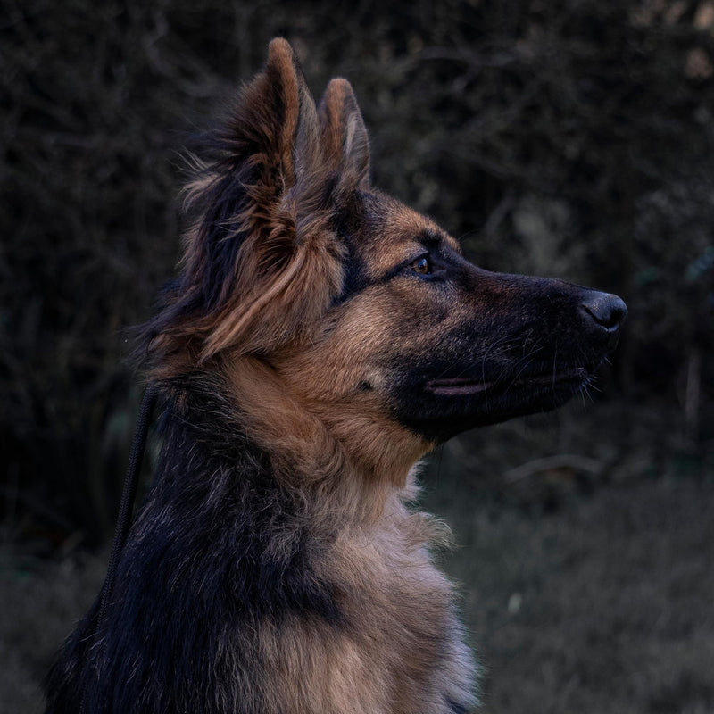 Fenrir Long Line Slip Leash 6m Professional Dog Training Lead to Train Recall, Perfect for Recall, Easy to Use, Spring Loaded Stopper, Light Weight and Durable - BeesActive Australia