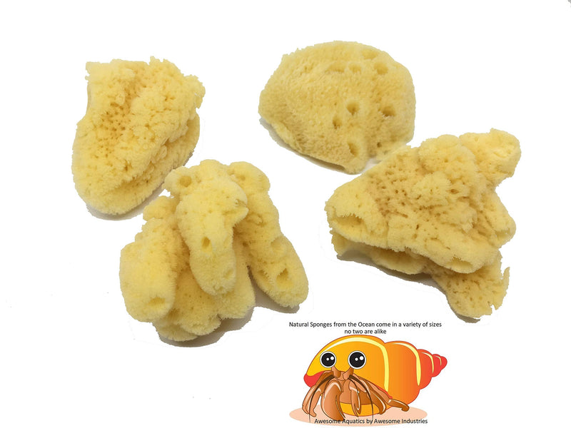 Awesome Aquatic 4-Pack of Hermit Crab Sea Sponges (Jumbo 4 pk) Jumbo 4 pk - PawsPlanet Australia