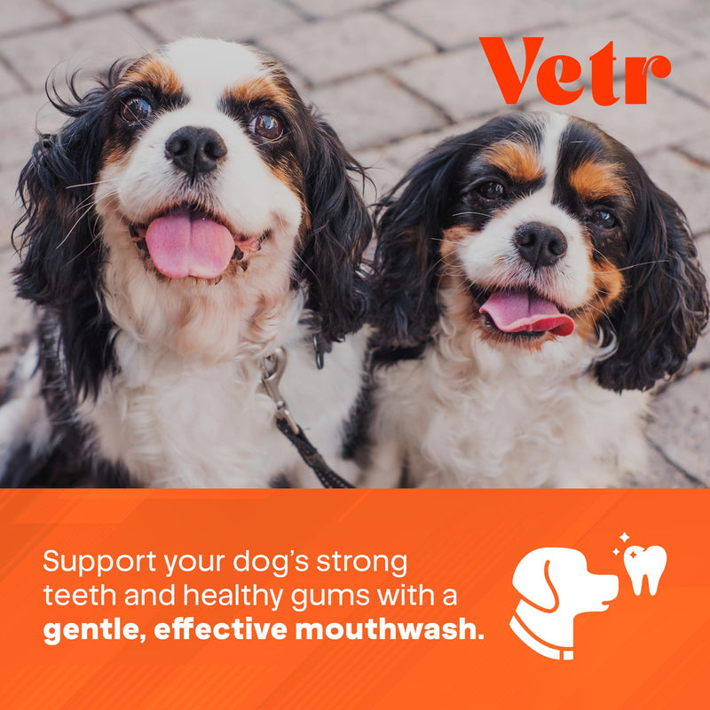 Vetr Dental Formula for Dogs - Peppermint Flavored Oral Care Liquid Additive with Enzymes for Breath and Teeth Support - Vet-Formulated in USA (16 oz) 16 oz