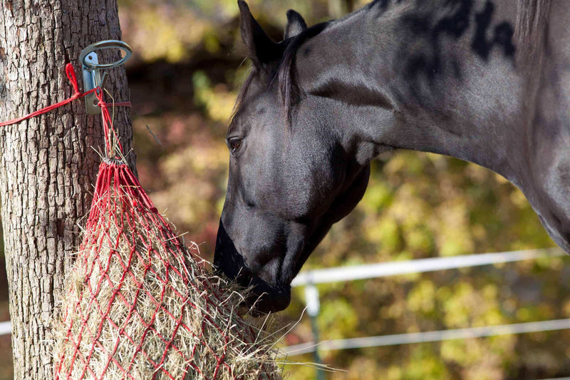 Horse Feed Bucket Hook,Water Bucket Holder Hanger for Horse Stall/Stable Supplies (2 PACK) 2 Pack - BeesActive Australia