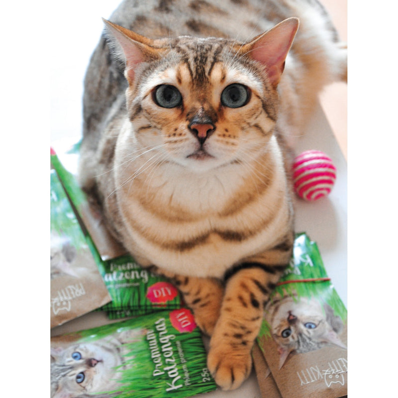 PRETTY KITTY cat grass seeds: 1 bag of 25g cat grass seeds for 10 pots of finished cat grass - natural cat treats - plant seeds - grass seeds - seeds for cat grass - cat grass 25 g (pack of 1) - BeesActive Australia