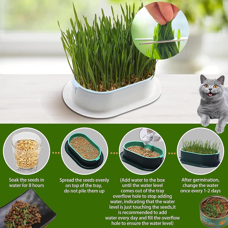 TYXJJ-BF Catnip Seeds, 2 Catnip Seeds for Cats, Stimulating and Digestive, Suitable for All Cats (Seeds - 10-15cm) - BeesActive Australia