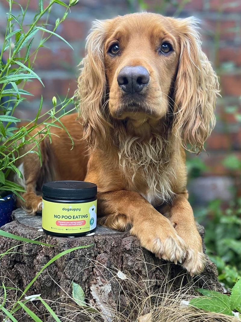DogSuppy No Poo Eating Chews for Dogs – Helps Stop Dog Eating Poo, Supports Gut Health & Digestion, Fresher Breath, 100% Natural Ingredients, Coprophagia, Stool Eating Deterrent, Fish Flavour