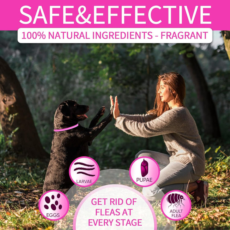 4 Pack Flea Collar for Dogs, Dog Flea and Tick Collar 8 Months Flea and Tick Prevent for Dog, Waterproof Adjustable Dog Flea Collar, Tick and Flea Collar for Large Small Dogs Puppy Flea Collar, Pink - BeesActive Australia