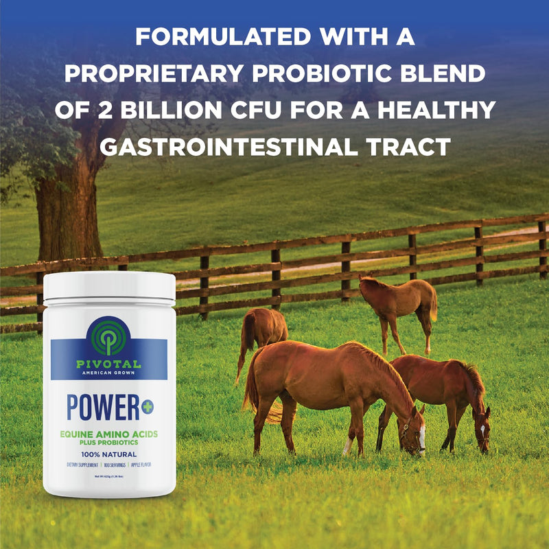 Power+ Horse Supplement (620g/1.36lbs - 100 Servings) - 9 Equine Amino Acids Plus Probiotics for Horses - No Added Sugar, No Soy, No Fillers - Horse Joint Support Supplement - BeesActive Australia