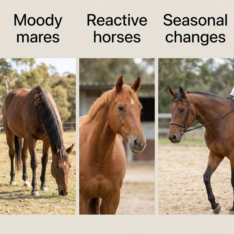 Pure Agnus Castus | Natural Mare Calming and Hormonal Support for Horses | Pure Vitex Chasteberry Powder for Behaviour Balance and Moody Mares | Horse Temperament 500g | 4 Month Supply