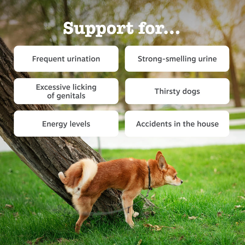Zesty Paws Urinary Care Chews for Dogs | Supports Urinary Tract & Immune Function, Maintain pH Balance, Helps Incontinence | Contains Cranberry Powder, D-Mannose, Vitamins C| Turkey Flavour | 90 Chews 90 Count