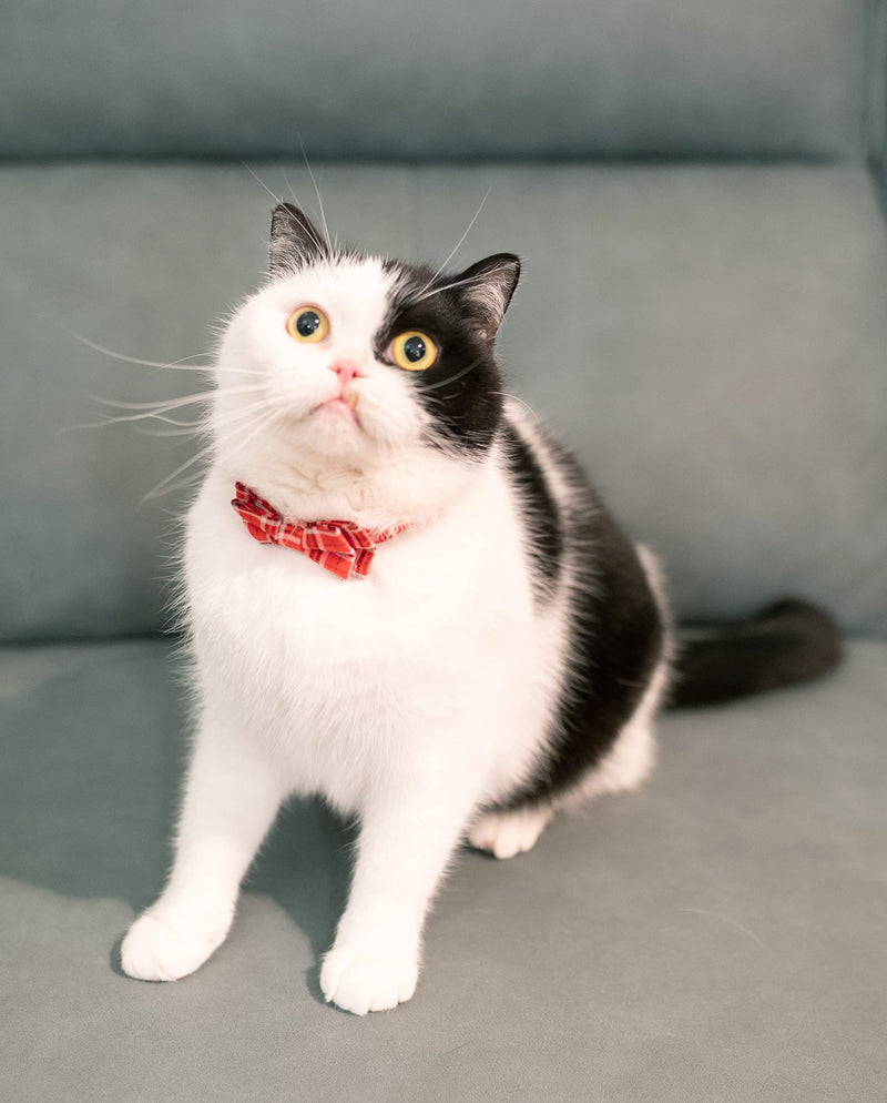 Cat Collar Breakaway Bowtie Safety with Bell Adjustbale Kitten Puppy Solid Plaid Color Set J-[2pcs] Red - BeesActive Australia