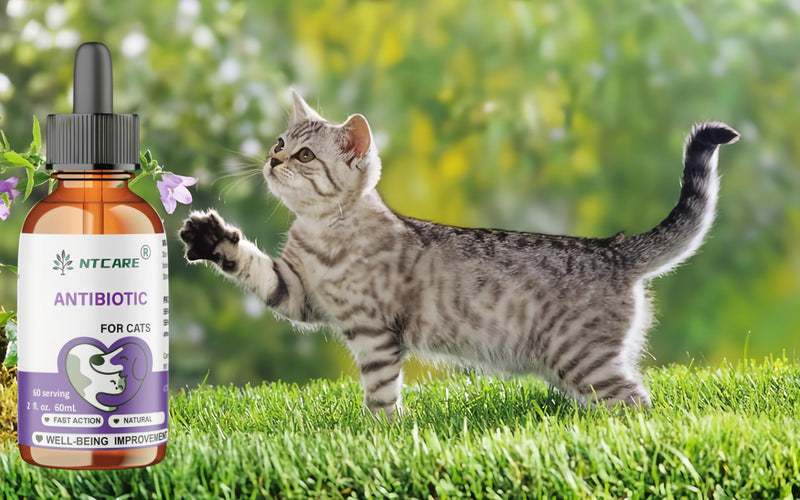 Antibiotics for Cats, Natural Antibiotic Pet Supplements Supports Immune & Cats Allergy Relief, Cat Multivitamin UTI Drops for All Ages & Breeds of Cat, Fish Flavour - 2 Fl Oz / 1 Pack