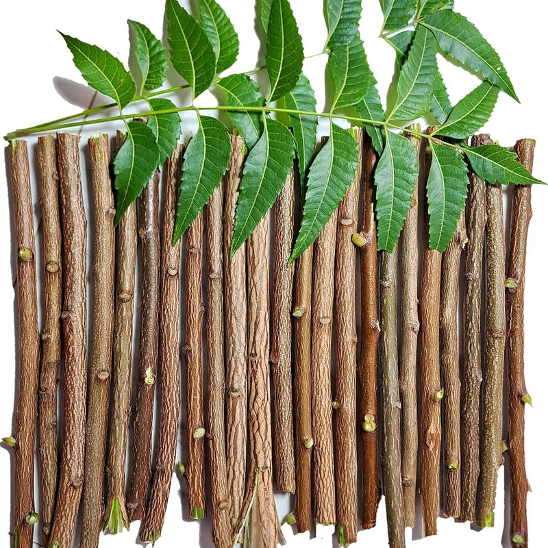 Ayurvedic Neem Datun Sticks, Half Sun Dried Neem Twigs, Vacuum Packed Wooden Chew Sticks, Daily Use Brushing Alternative, 6-8 Inch, Pack of 10 & 1 Piece Free