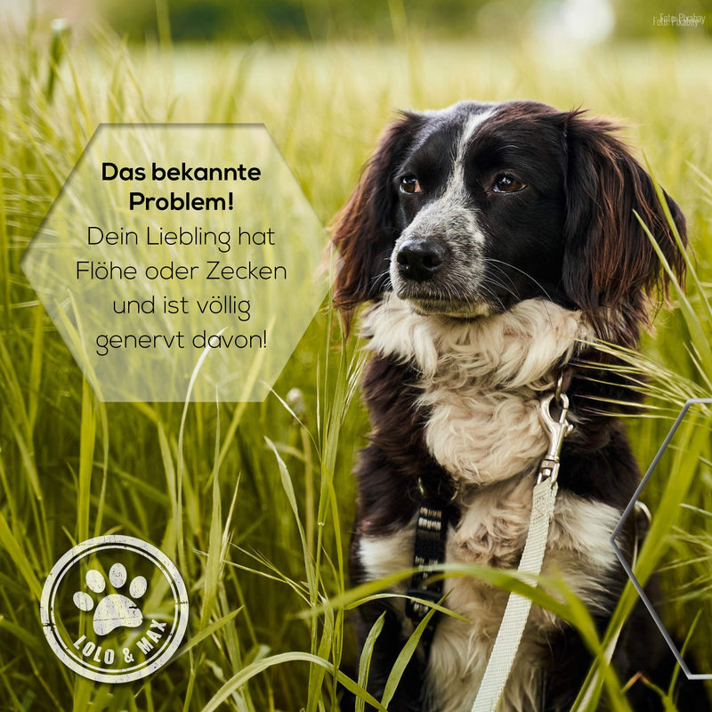Lolo & Max - Flea & tick treatment for dogs 100% natural spot on - Up to 8 months defense and control of fleas & other parasites (ticks, mites, lice, hair lice, bedbugs) - 40ml - BeesActive Australia