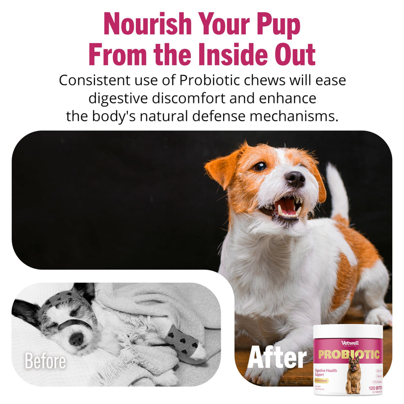 Vetwell Probiotics for Dogs - 120 Chews, Digestive Care with Dog Probiotics Enterococcus Faecium, Colostrum from Bovine, Prebiotic Chicory Inulin, Liver Flavour Dog Probiotic Supplements