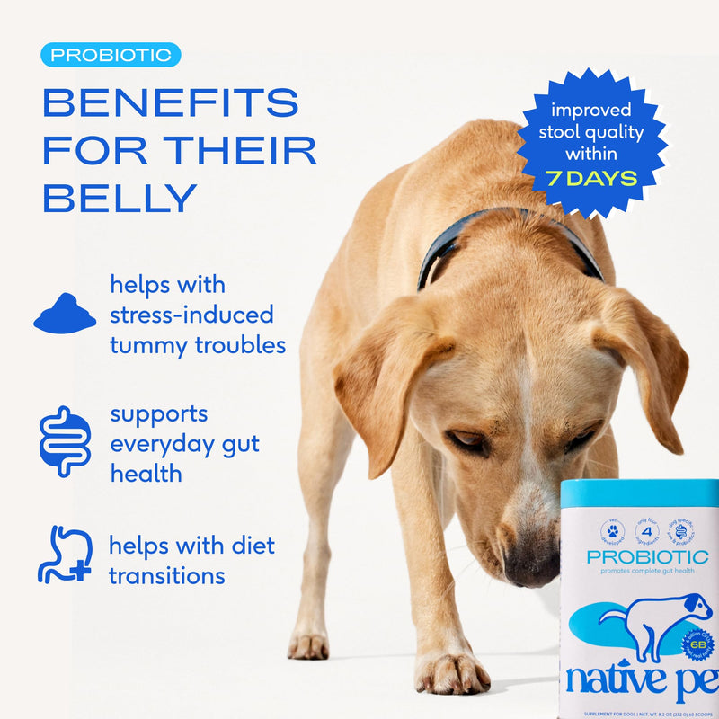 Native Pet Dog Calming Chews (60 Chews) & Probiotic for Dogs (8.2 oz.) - Melatonin for Small, Medium, Large Pups and Probiotic Powder + Prebiotic + Bone Broth Powder for Digestive Issues