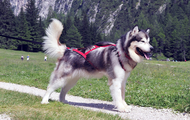 Neewa Pro Sled Dog Harness (Red, X-Large) X-Large (Neck 20 Chest 34 Back 23) - BeesActive Australia