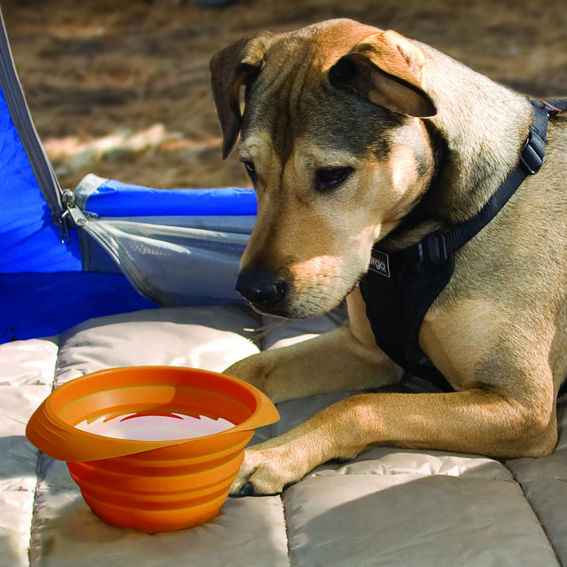 Kurgo Collaps-A-Bowl for Dogs, Collapsible Travel Dog Bowl, Pet Food & Hiking Water Bowl, Food Grade Bowl for Dogs, Travel Accessories for Pets, includes Carabiner (24 oz, Orange) Regular - BeesActive Australia