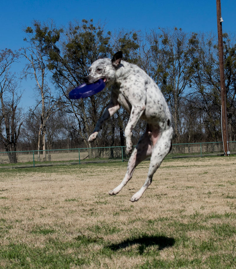 Starmark Easy Glide DuraFoam Flying Disc Dog Toy, Color Varies 11" 11 in 1 - BeesActive Australia