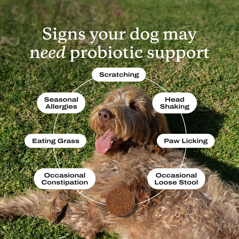 PetLab Co. Probiotics for Dogs, Support Gut Health, Occasional Diarrhea, Digestive Health & Seasonal Allergies - Pork Flavor - 30 Soft Chews - Packaging May Vary (Value 2-Pack)