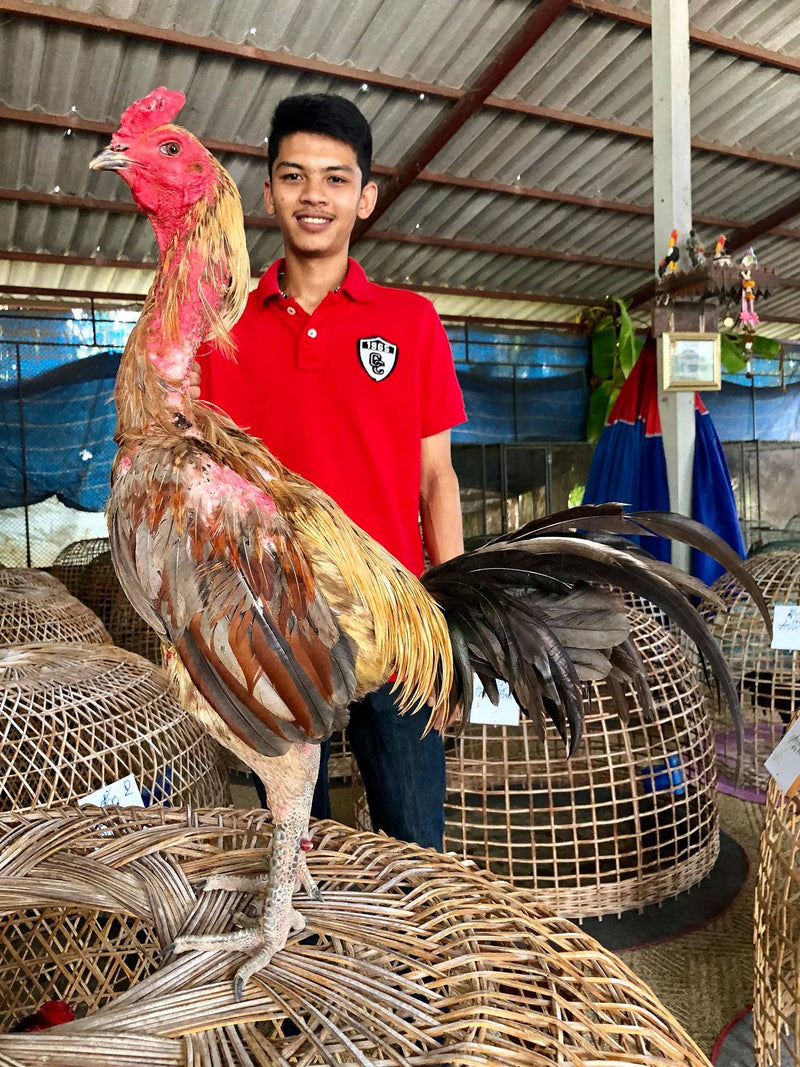 HULX VITA DISUKE P500 50 Tablets, Herbal Extract Rooster Booster Vitamins Chicken Supplement for Bird Flying Competition, Blood, Endurance Leg & Wing, Energy Power Feed Hen Food - PawsPlanet Australia