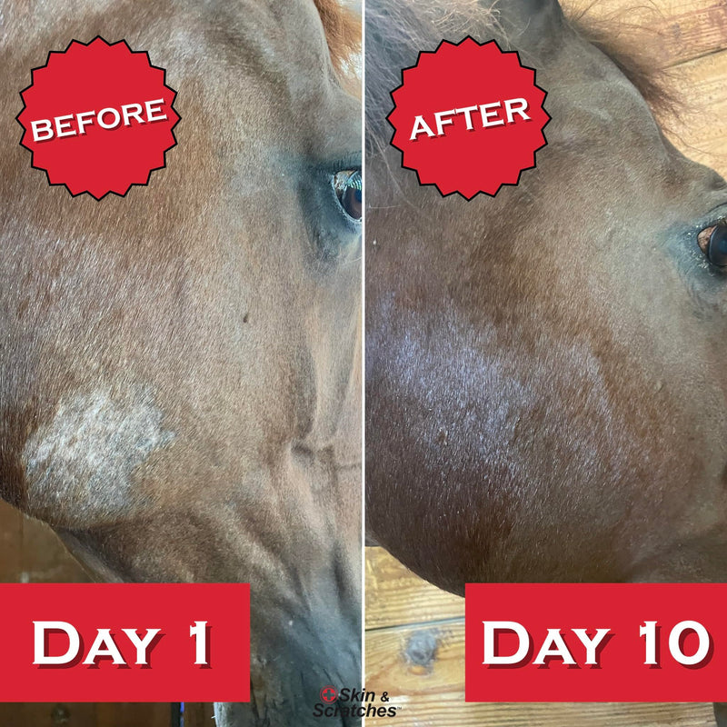 Show Out Skin & Scratches 4 oz Concentrate - Fast Relief and Prevention for Horse Care. Use on Equine Scratches/Mud Fever, Girth Itch, Mange, Thrush, Rain Rot, Ringworm, etc w/Empty Spray Bottle 32 fl oz - PawsPlanet Australia